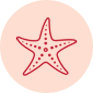 star fish